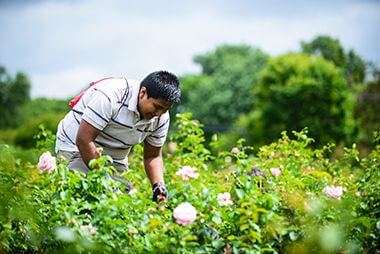 Volunteer Tending Rosebushes at Lyndale Garden
