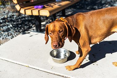 Dog Staying Hydrated at Lyndale Farmstead Off-Leash Dog Park
