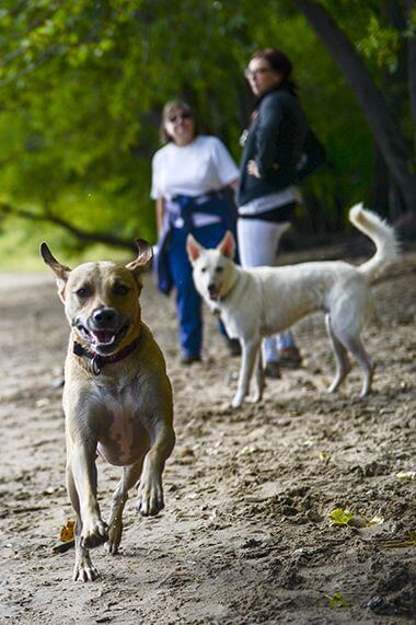 There are Eight Off-Leash Dog Parks for Dogs to Run, Play, and Meet New Friends