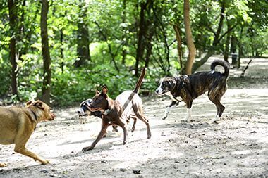 Dogs Running at Minnehaha Off-Leash Dog Park