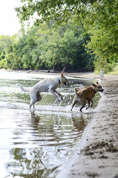 Dogs Playing in Water at Minnehaha Off-Leash Dog Park