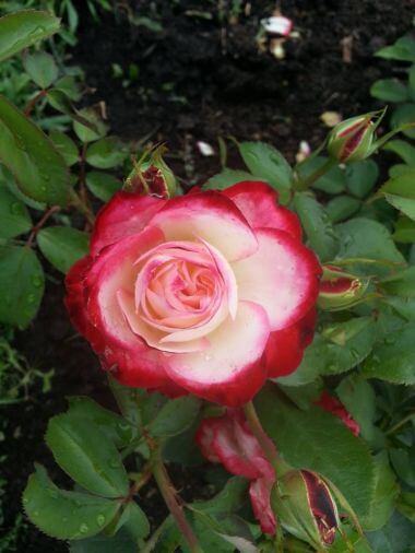 Rosa 'Cherry Parfait' at Lyndale Park Rose Garden