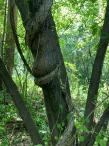 Picture of oriental bittersweet's vines wrapped around a tree, causing environmental damage.