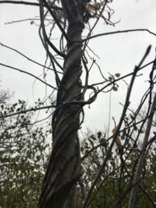 Picture of oriental bittersweet's vines wrapped around a tree, causing environmental damage.