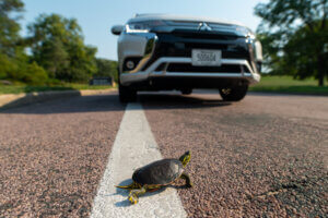 baby turtle crossing road