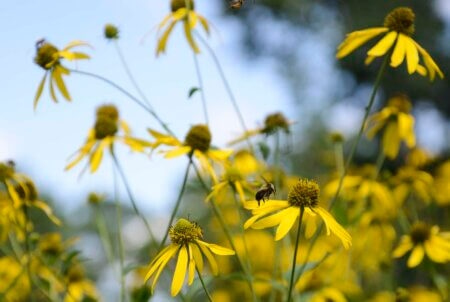 Native Pollinators n the Eloise Butler Wildflower Garden