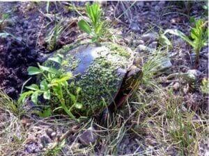 picture of a painted turtle