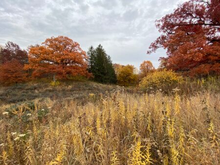 The Upland Meadow in Late Fall