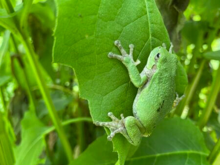 Tree Frog in the Garden