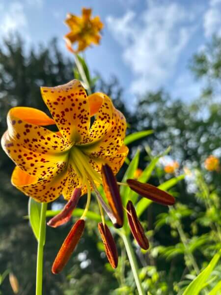 Turk's Cap Lily in Bloom
