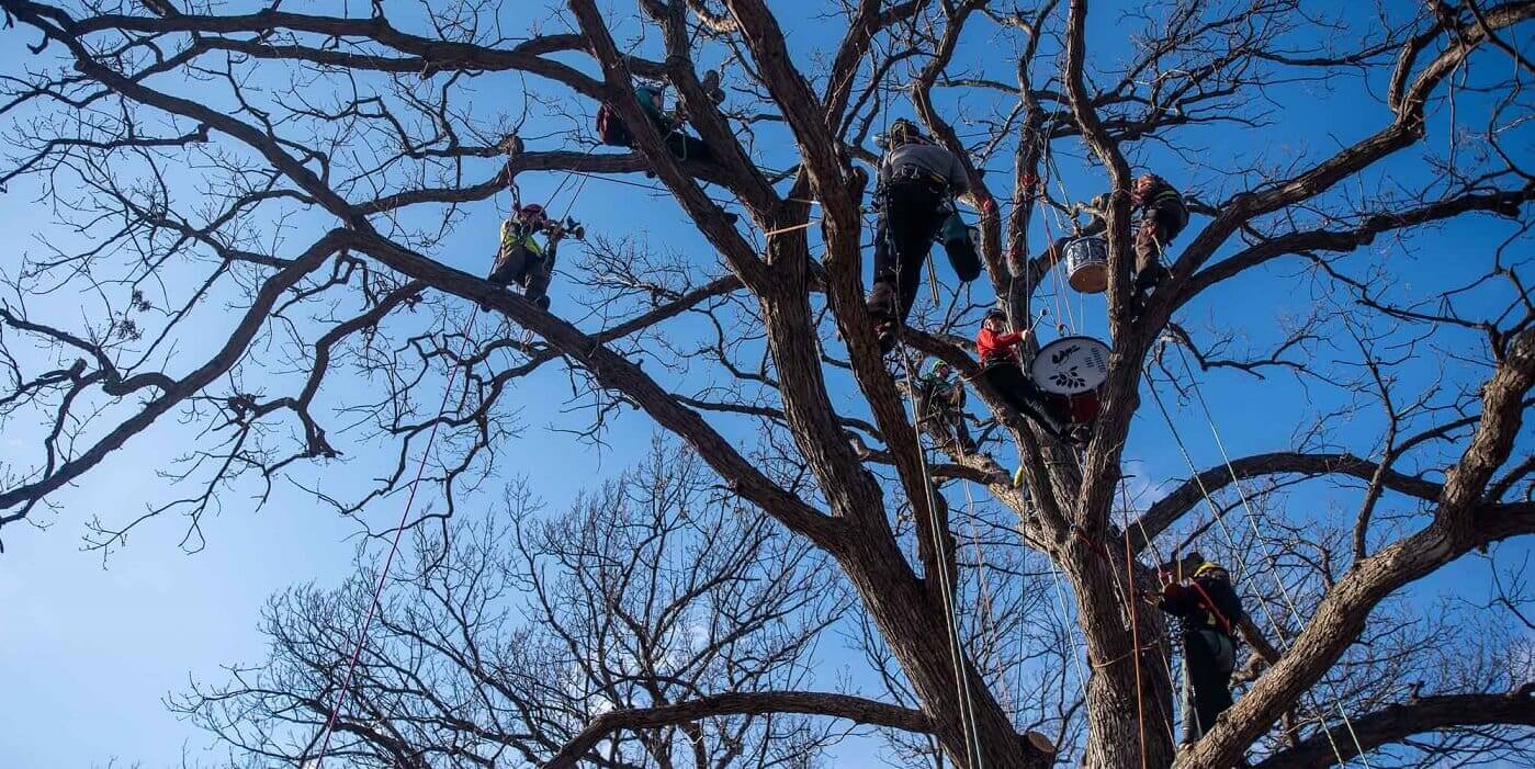 The Arborators play a set from atop a tree at the 2019 Minneapolis Arbor Day Celebration