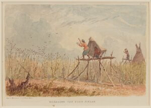 Watercolor of Native men on platforms overlooking the cornfield. Birds fly away in the distance. 