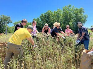 Group of volunteers tending to a wildflower garden.