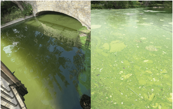 Side-by-side images depict blue-green algae. It's light green and murky in a Minneapolis lake channel.