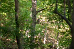 Owl perching on a tree branch.