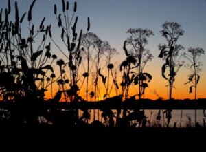 Nokomis Naturescape Garden at sunset. 