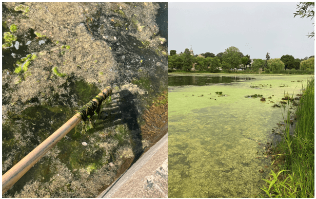 A side-by-side image depicts filamentous algae. The left image shows it draped on a stick, the right show it amassed near a lakeshore.