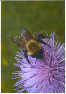 Bee on a flower