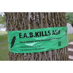 Emerald Ash Borer Tree Ribbon Emerald Ash Borer Tree Ribbon