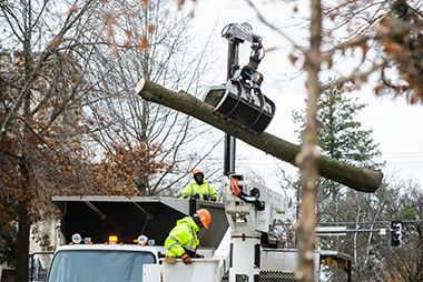 tree removal on lyndale