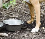 Banner image: dog legs and dog bowl