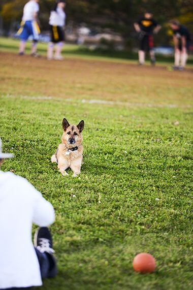Canine Visitor at Women's Flag Football
