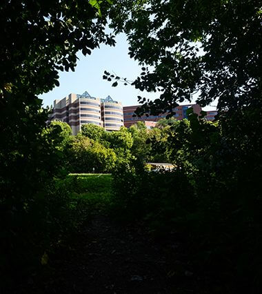 view of U of M East Bank through trees