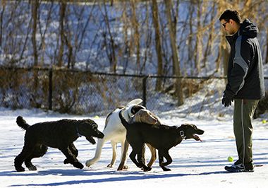 There is a Maximum of 3 Dogs Per Handler Permitted at Off-Leash Dog Parks