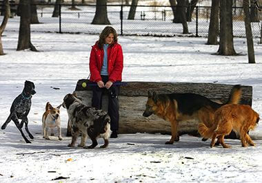 Dogs Making Friends at Lake of the Isles Off-Leash Dog Park