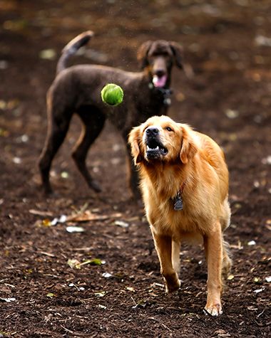 There are Eight Off-Leash Dog Parks to Run, Play, and Meet New Friends