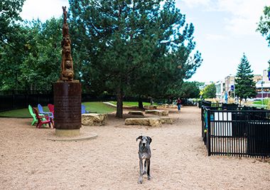 There are Eight Off-Leash Dog Parks for Dogs to Run and Play