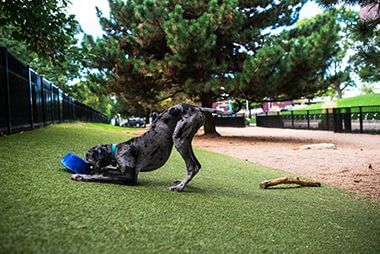 Dog Playing at Loring Off-Leash Dog Park