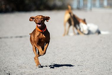 Dog Running at Lyndale Farmstead Off-Leash Dog Park