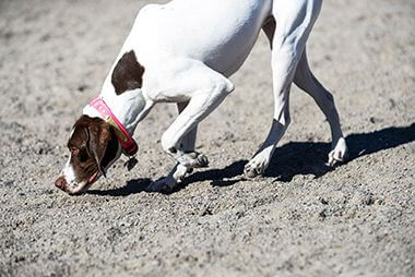 The Ground at Lyndale Farmstead Dog Park is Crushed Granite. Some Dogs' Paws May Be Sensitive