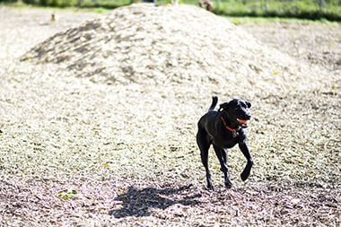 Eight Off-Leash Dog Parks for Dogs to Run, Play, and Meet New Friends