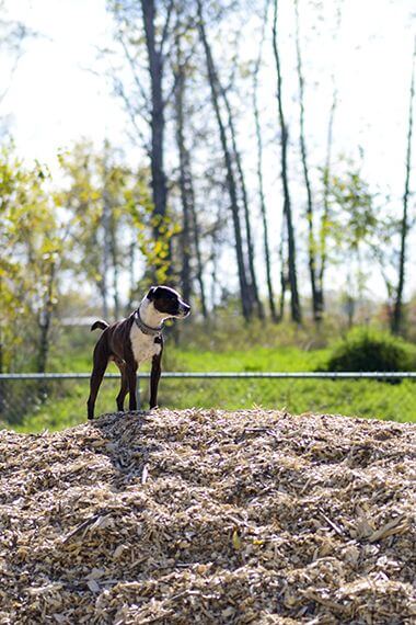 St. Anthony Parkway Off-Leash Dog Park is Completely Fenced