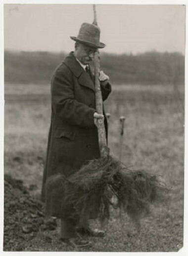 Theodore Wirth Planting a Tree at Theodore Wirth Regional Park, 1930s