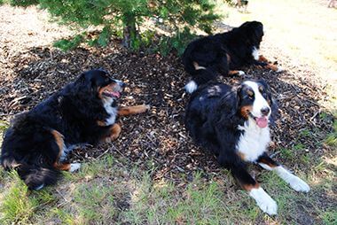 Dogs Relaxing at Victory Prairie Off-Leash Dog Park