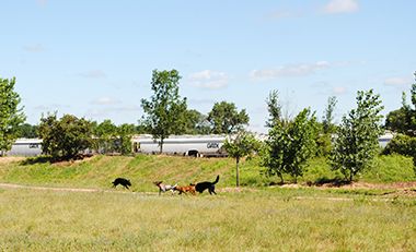 Scenic Views at Victory Prairie Off-Leash Dog Park