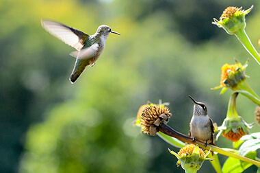 Hummingbirds at Longfellow Gardens