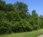 banner image: Bassett's Creek walking and biking trail