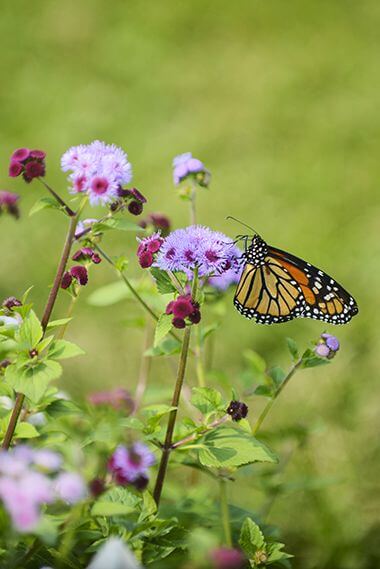 Garden's Native Plant Species and Cultivars Attract Bees, Butterflies, and Other Pollinators