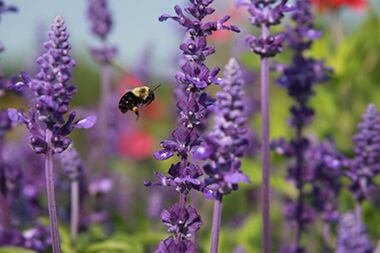 Bumblebee visiting Salvia 