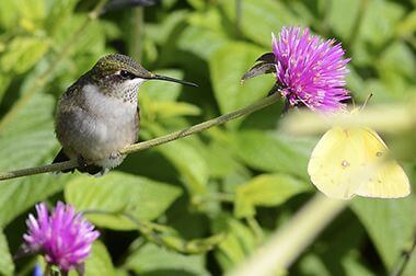Hummingbird on Gomphrena 