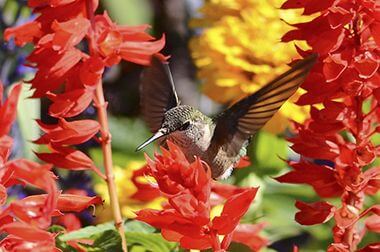 Hummingbird on Salvia 