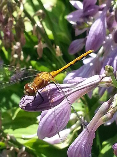 Dragonfly on a Hosta Flower at Loring Park Garden of the Seasons