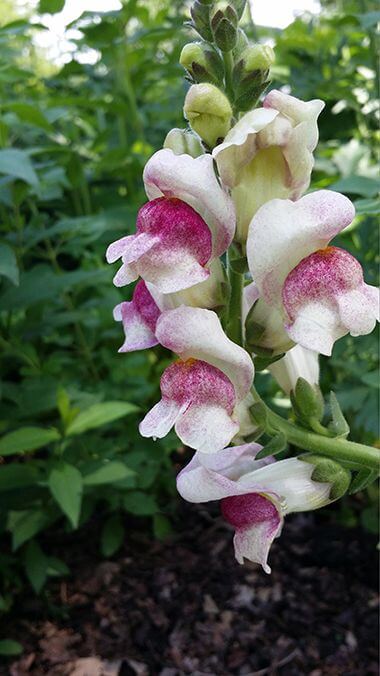 Annual Snapdragon at Loring Park Garden of the Seasons