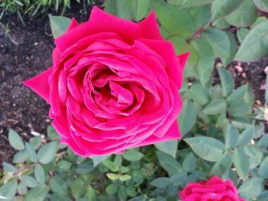 Kashmir Rose at Lyndale Park Rose Garden