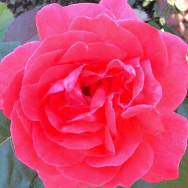 Rose at Lyndale Park Rose Garden