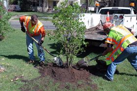 two workers planting a young tree